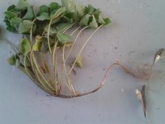 Oxalis imbricata violacea
