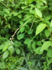 Persicaria pubescens