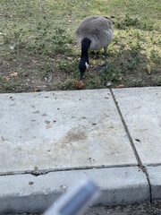 Branta canadensis