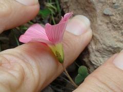 Oxalis imbricata violacea