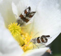 Tinagma pulverilinea