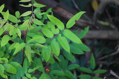 Bretschneidera sinensis