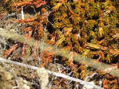 Dracophyllum muscoides