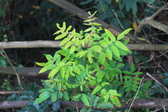 Bretschneidera sinensis
