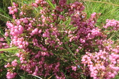Erica gracilis