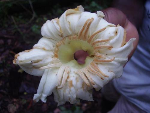 Anthocleista scandens