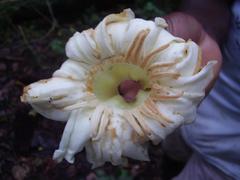 Anthocleista scandens