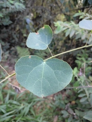 Stephania cephalantha