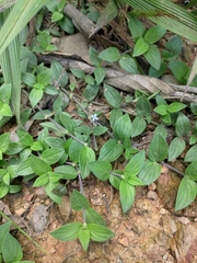 Exallage chrysotricha