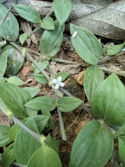 Exallage chrysotricha