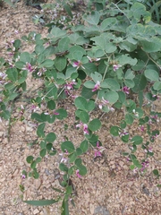 Lespedeza davidii