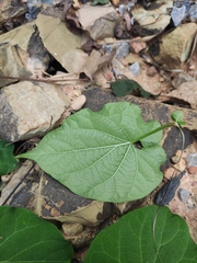 Vincetoxicum auriculatum