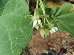 Vincetoxicum auriculatum