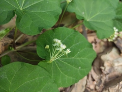 Vincetoxicum auriculatum