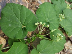 Vincetoxicum auriculatum