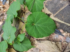 Vincetoxicum auriculatum