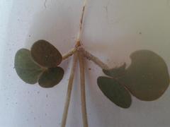 Oxalis algoensis