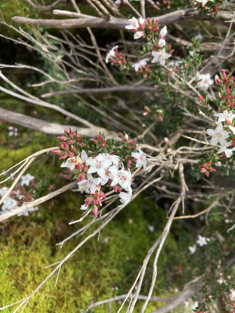 Epacris exserta
