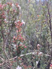 Epacris exserta