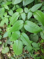 Aralia chinensis