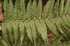 Cyathea capensis