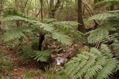 Cyathea capensis