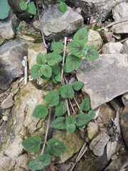 Lysimachia congestiflora