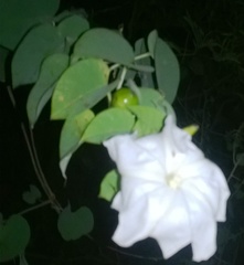 Rivea hypocrateriformis