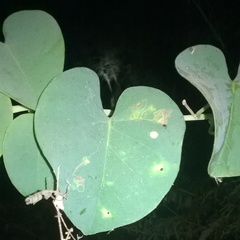 Rivea hypocrateriformis