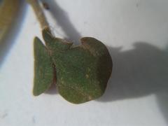 Oxalis algoensis