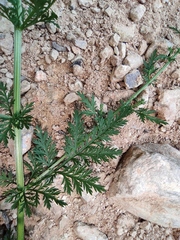 Artemisia carvifolia
