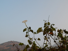 Rivea hypocrateriformis