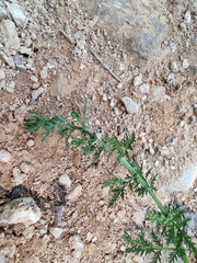 Artemisia carvifolia