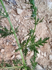 Artemisia carvifolia