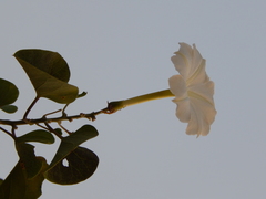 Rivea hypocrateriformis