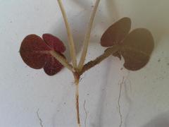 Oxalis algoensis