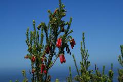 Erica diaphana