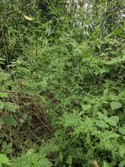 Artemisia carvifolia