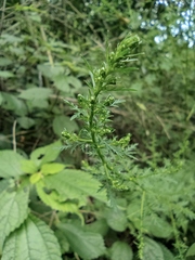 Artemisia carvifolia