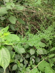 Artemisia carvifolia