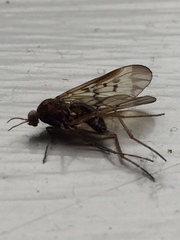 Sylvicola neozelandicus