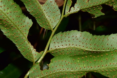 Phanerophlebia