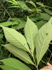 Callicarpa bodinieri