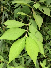 Callicarpa bodinieri