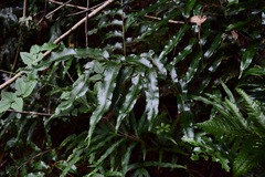 Phanerophlebia
