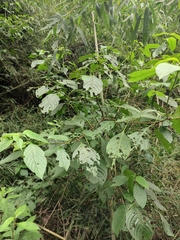 Mussaenda shikokiana