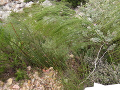 Grubbia tomentosa