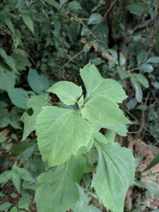 Sigesbeckia orientalis