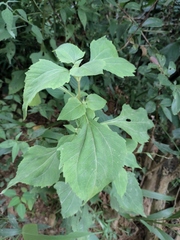 Sigesbeckia orientalis