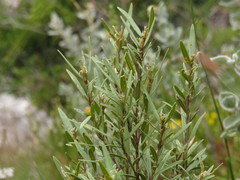 Grubbia tomentosa